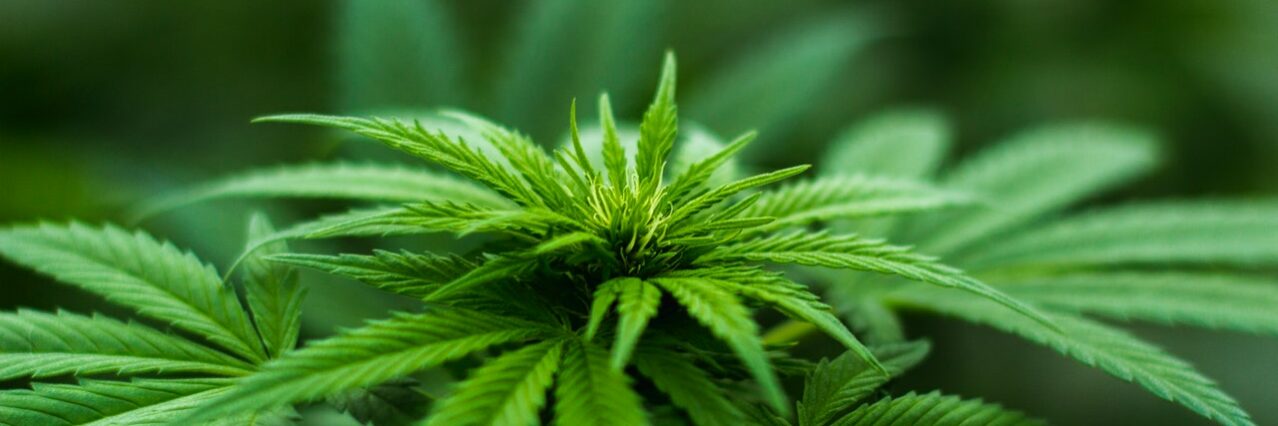 pexels-michael-fischer-606506