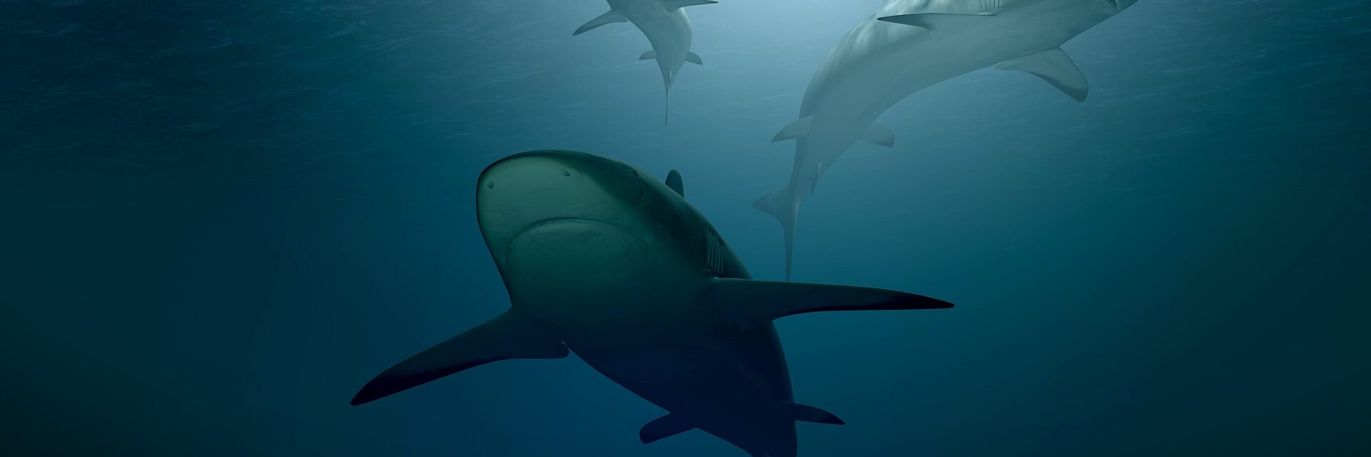 shark-gdf590c94b_1920